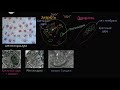 Прокариот и эукариот (видео 5) | Строение клетки | Биология