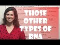 Regulatory RNA's: miRNA, siRNA, snRNA, lncRNA