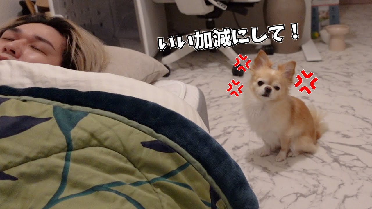 新年寝過ぎる飼い主に呆れて怒る犬がこちらです【起こすシリーズ】