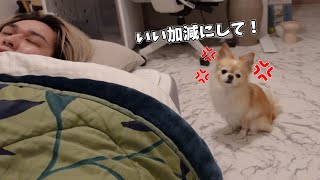 新年寝過ぎる飼い主に呆れて怒る犬がこちらです【起こすシリーズ】