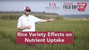 Rice Variety Effects on Nutrient Uptake (2021 Ark. Field Day)