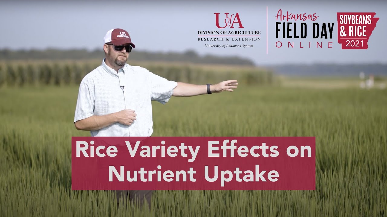 Rice Variety Effects on Nutrient Uptake (2021 Ark. Field Day)
