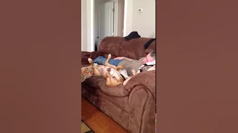 Singing Pitbulls