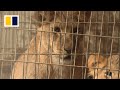 Animals starve as Gaza humanitarian crisis deepens