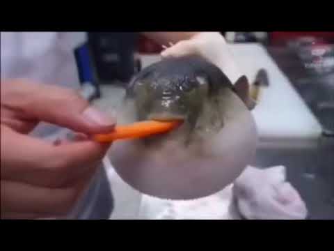 Pufferfish Rave Roblox Id