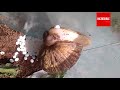 Snails Laying Eggs - Hatching Process of Beautiful Snails | Timelapse &amp; Closeup