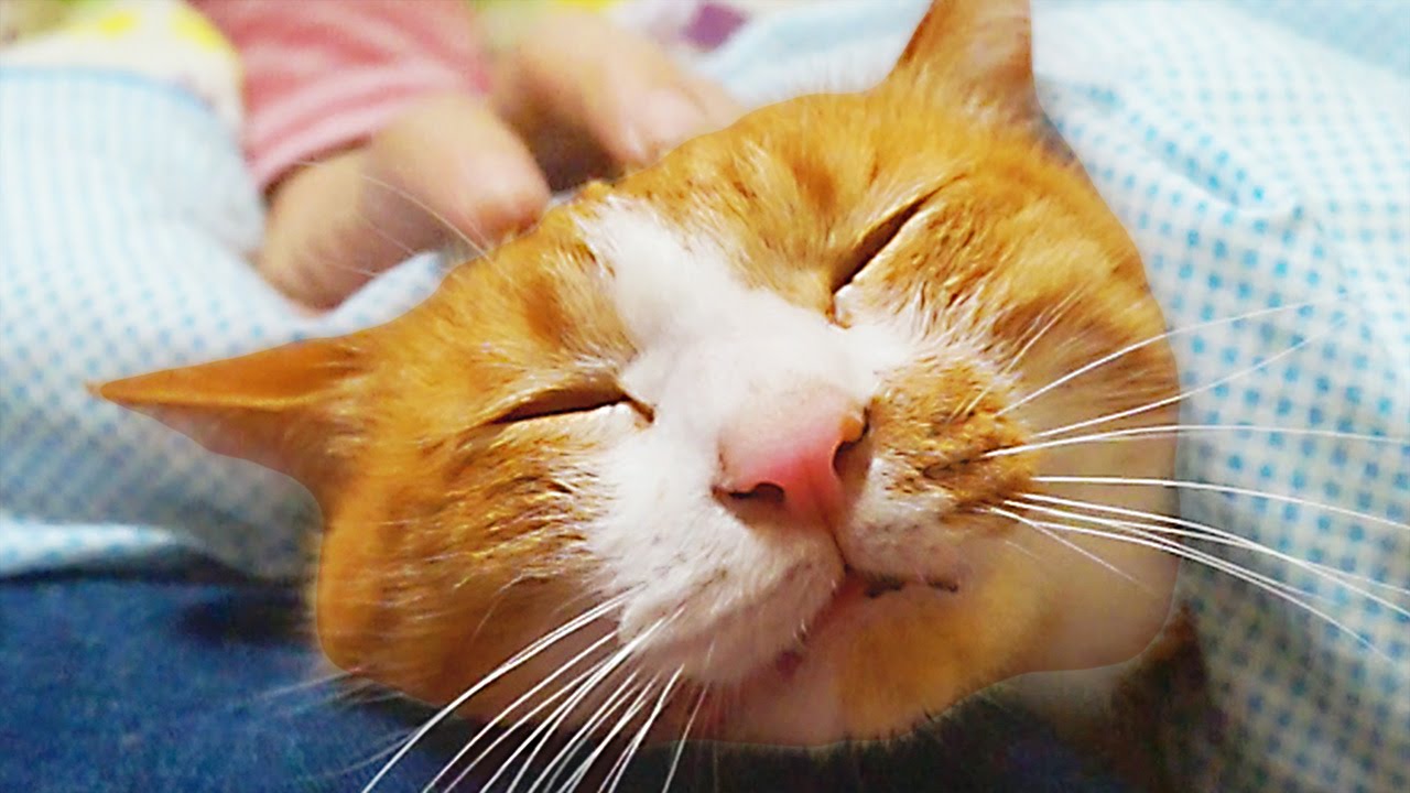 funny cats sleeping in weird positions compilation 2014 funnyplox 猫フェイスマッサージおねがいサロン♪とろけるww茶トラ猫「マック」- Cat massage ! Please pat it.
