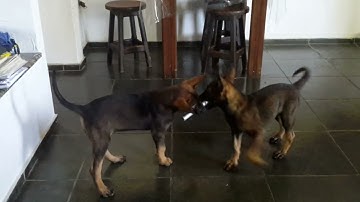 Tica I BRN 20784 daughters @ 9.5 weeks