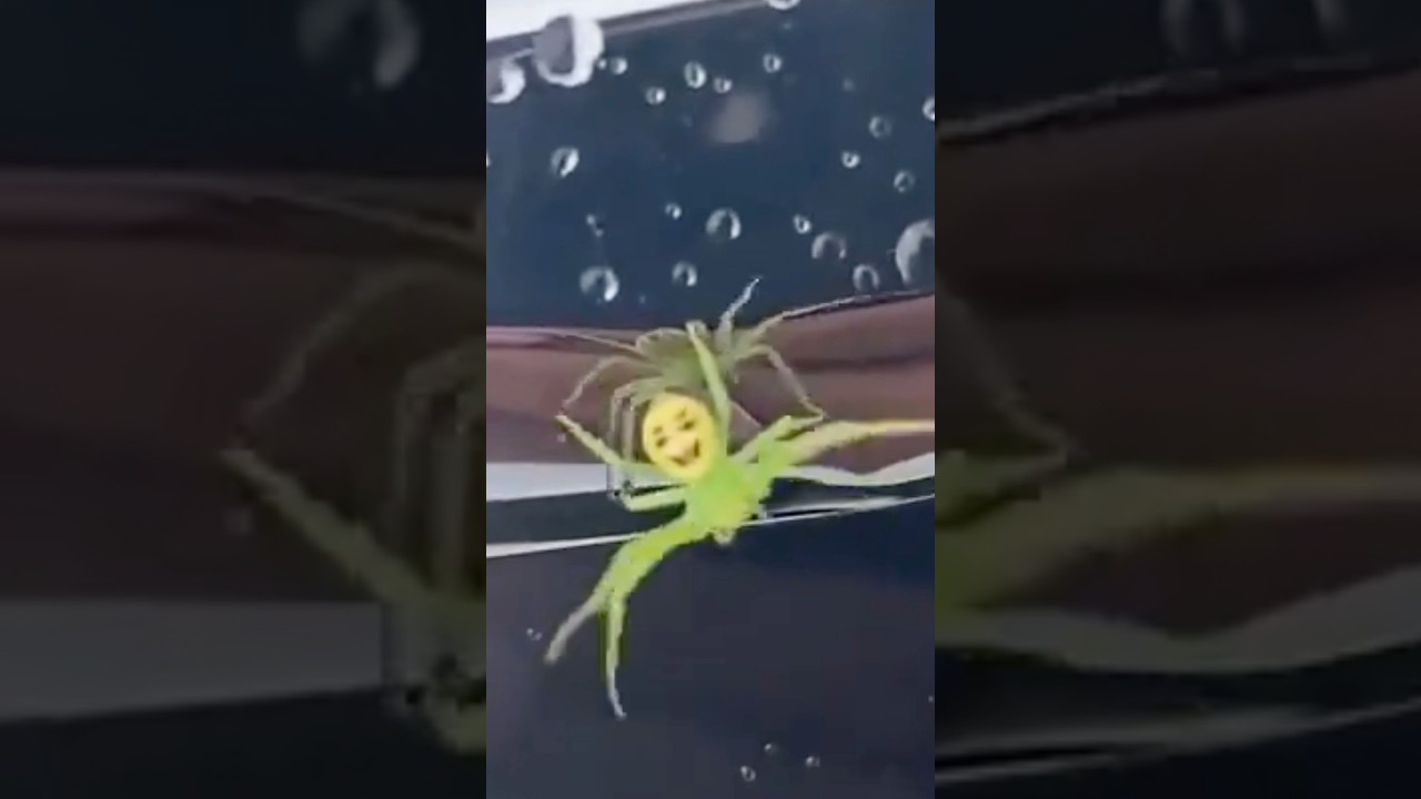 Esta Araña Sí Da Miedo 😨