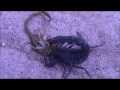 scorpion vs scorpion (HD)