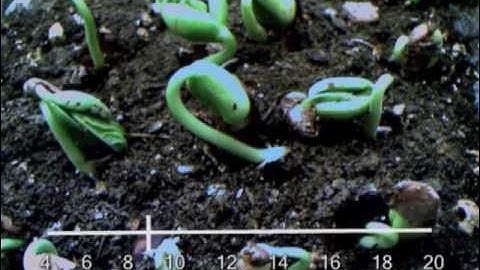 Infragram: the Infrared Photography Project | Public Lab