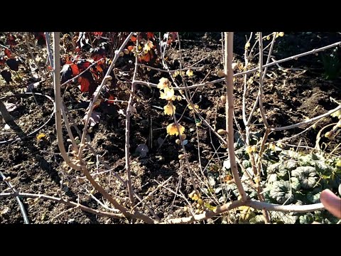 How to grow