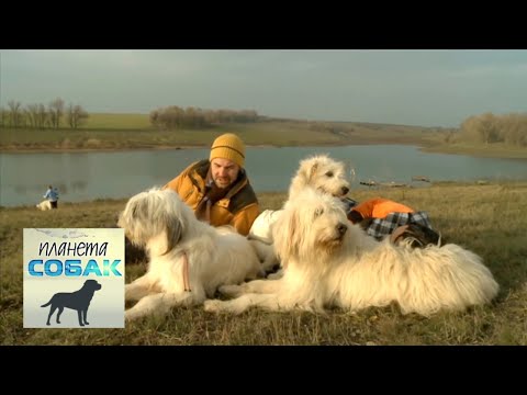Южнорусская овчарка. Планета собак 🌏 Моя Планета