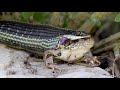 Ribbon Snake Eating LIVE Leopard Frog Whole (4K)