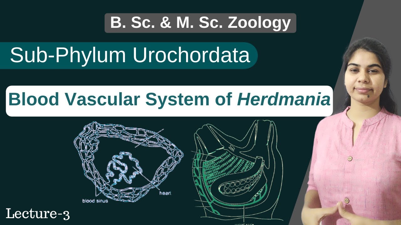 Herdmania Blood Vascular System Of Herdmania In Hindi B Sc herdmania-blood-vascular-system-of-herdmania-in-hindi-b-sc