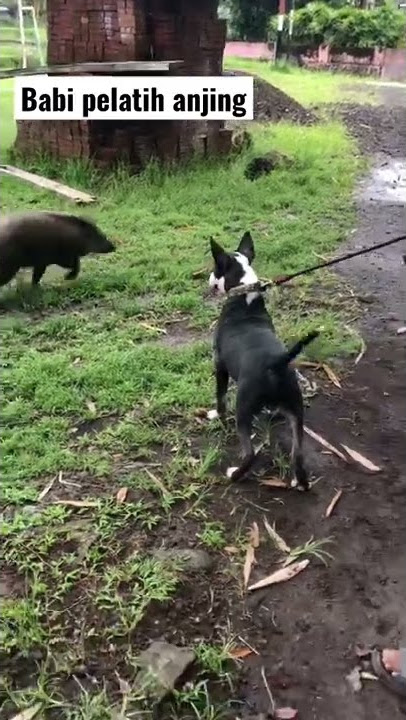 Babi si pelatih anjing