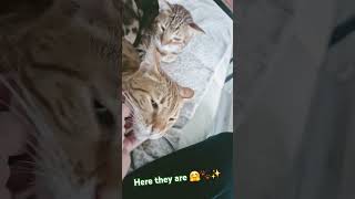 Here Are The Puddy Tuddies