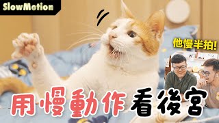 【黃阿瑪的後宮生活】用慢動作看後宮！浣腸慢半拍！ by 黃阿瑪的後宮生活 115,634 views 5 months ago 10 minutes, 52 seconds