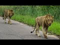 Kruger national park safari game drive