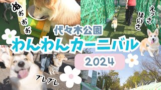 【わんわんカーニバル2024】都心最大級ドッグイベントでいろいろ初挑戦★in代々木公園【コーギー犬】