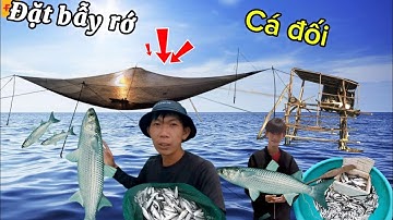 5h.trên căn chồi đặt bẫy lưới cá đối đầu mùa | Trúng đậm ổ cá đối lớn ,vào mùa mưa lũ