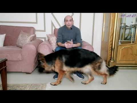 فيديو: لماذا القلق عند الكلب ليس خطأك