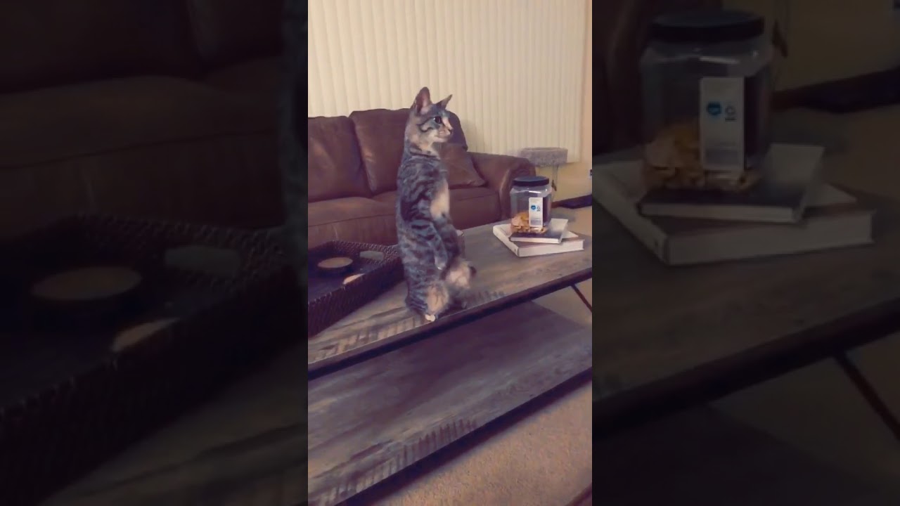 仁王立ち猫 羽鳥慎一モーニングショー の動画は ネコのリッグスくんインスタやツイッターやsnsやユーチューブは 12月16日 今という時の中を生きていく 仁王立ち猫 羽鳥慎一モーニングショー の動画は ネコのリッグスくんインスタやツイッターやsnsやユーチューブは 12月16日 今という時の中を生きていく