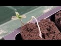 Autoflowering Hemp Plants From Seed to Harvest (1 of 3)