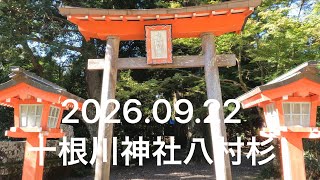 椎葉村十根川神社⛩️八村杉🌲#宮崎県 #椎葉村#十根川神社#八村杉#観光 