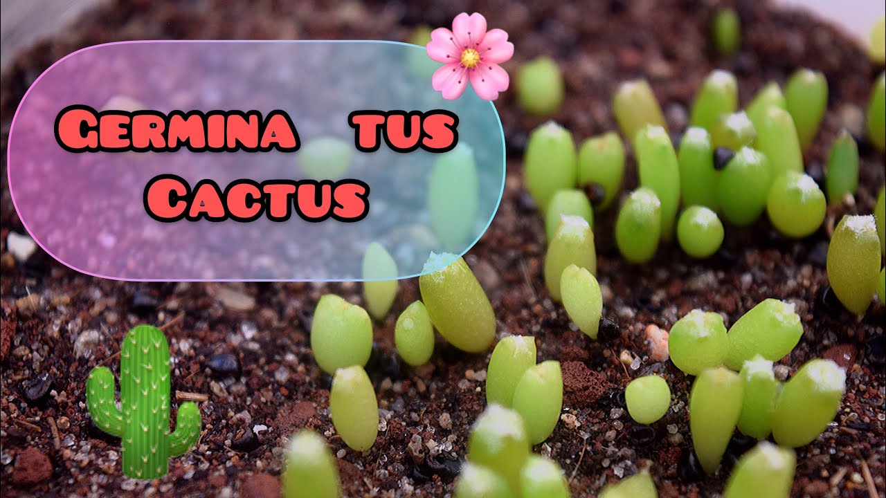 Semillero de cactus/ germinar cactus 🌵
