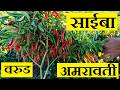 Saiba G4 Hybrid Chilli (Shrinath Seeds) | Vijay Gadbail (Pusla) Warud Amravati | Kisan Agro Cart
