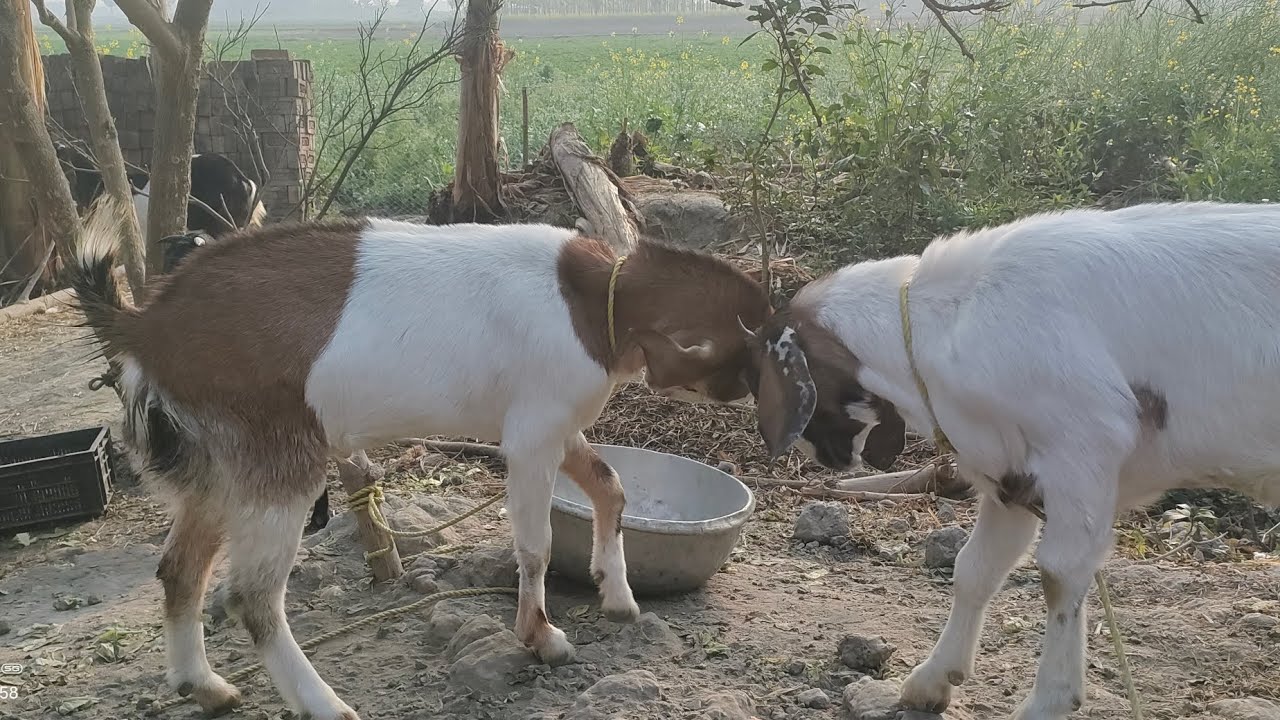 ছাগলের খেলা দেখো একটা ছাগল আর একটা ছাগলকে কিভাবে জোর করছে খেলার জন্য