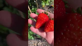 Strawberry backyard #organicgardening