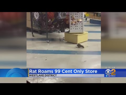 Disturbing video surfaces of rats roaming around inside Los Angeles area 99  Cents Only store