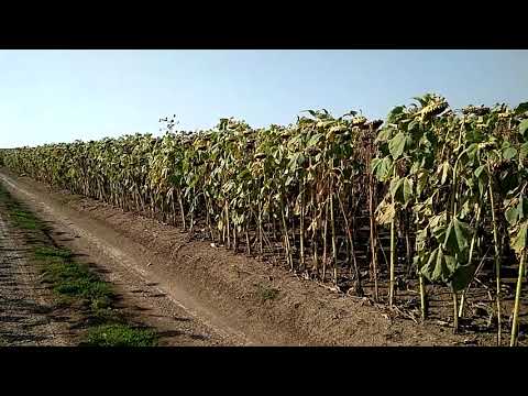 Поля с подсолнухами.