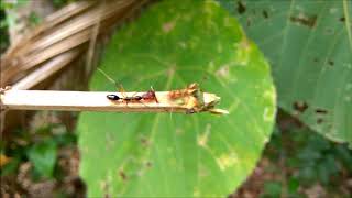 Ant Fight: Trap Jaw vs Weaver Ant