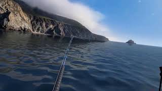 RVRF: Sharks!