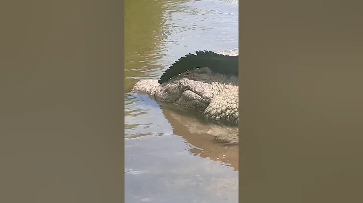 Lyle the Nile Crocodile Cuddle Puddle! #youtubeshorts #shortsfeed #nilecrocodile