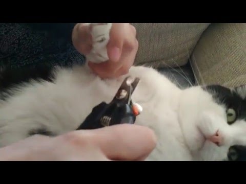 Video: Kako Kontrolirati Nokte Svoje Mačke