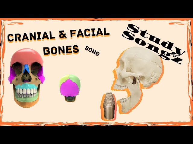 Skull Bones Mnemonic (Cranial and Facial Bones)