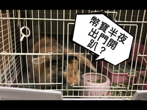 兔子聽得懂人話嗎? 問兔子會不會開門結果居然...!