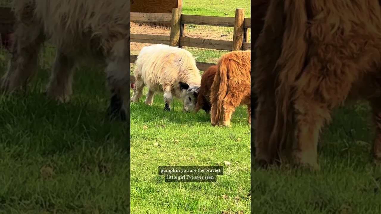 Throwback! Baby mini cow Pumpkin bravely takes on two older mini cows