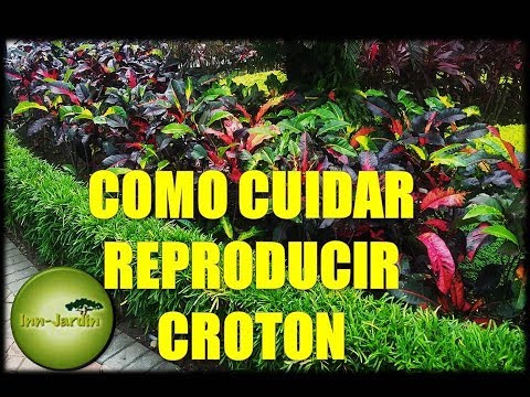 Vídeo: Consells de poda de Croton: aprèn a tallar una planta de Croton
