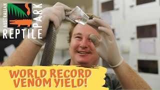 COASTAL TAIPAN VENOM RECORD BREAK! | The Australian Reptile Park