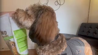 These Dog Chews Check Every Box! Digestible! Long Lasting!  | EcoKind Premium Gold Yak Cheese Himala