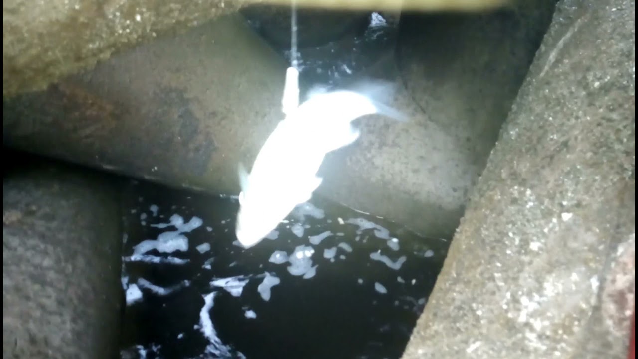 👈صيد سمك البوري بالربع الحديد بين الصلبان.. #ماجدحسن_محترفين_صيداسكندريه