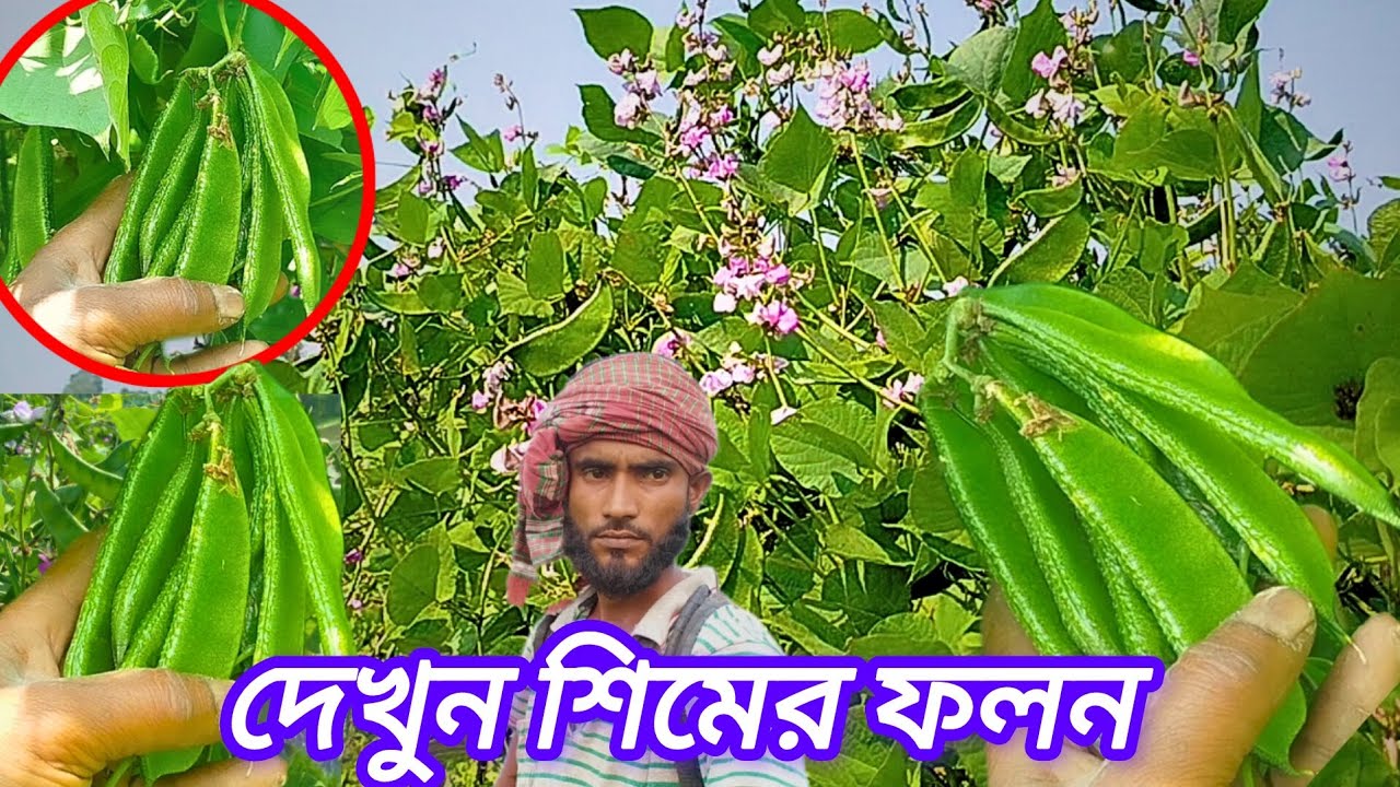M Rouf M Rouf কৃষিবিদ এস এম রউফ এ বছরের শিমে বাম্পার ফলন (Agriculturist S M Rouf.This ...