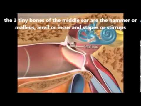 the anatomy and physiology of the ear - YouTube