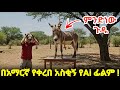 የዘንድሮ ጉድ አዲስ አስቂኝ የአኒሜሽን ኮሜዲ ፊልም New Ethiopian AI Comedy Drama 2025 Full Amharic Short Film የዘንድሮ ጉድ አዲስ አስቂኝ የአኒሜሽን ኮሜዲ ፊልም New Ethiopian AI Comedy Drama 2025 Full Amharic Short Film
