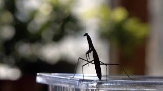 Raising Winter, the Praying Mantis